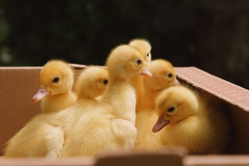 two little ducklings