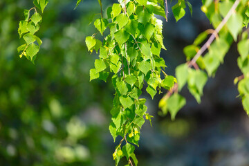 Green leaves on a birch tree