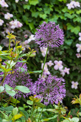 Zierlauch in Lila im Garten Allium Makro