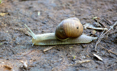 The snail is crawling on the ground in the park.