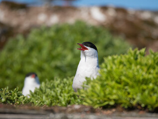 Caspian tern nesting on a roof in a Stockholm bird preserve