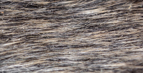 Close-up hair on a mouse as background.