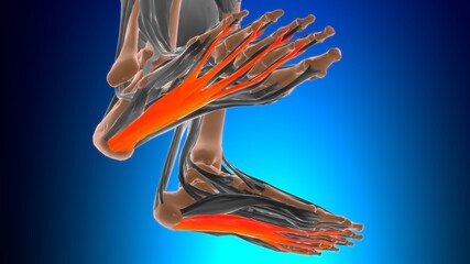 Obraz na płótnie Canvas Flexor digitorum brevis Muscle Anatomy For Medical Concept 3D