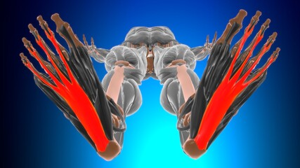 Flexor digitorum brevis Muscle Anatomy For Medical Concept 3D
