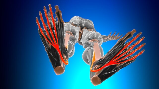 Flexor digitorum longus Muscle Anatomy For Medical Concept 3D