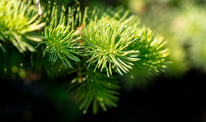 Green needles on coniferous branches in the park.