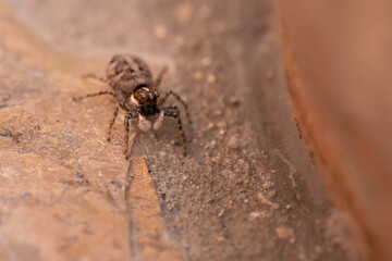 Una araña con patas peludas anda por un muro