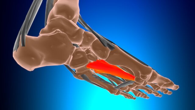 Oblique head of adductor hallucis Muscle Anatomy For Medical Concept 3D