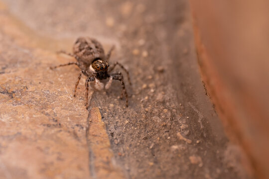 Una ara&ntilde;a con patas peludas anda por un muro