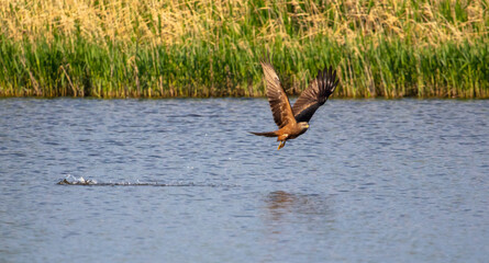 The eagle flies on the surface of the water