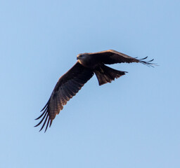 Eagle in flight against the blue sky.