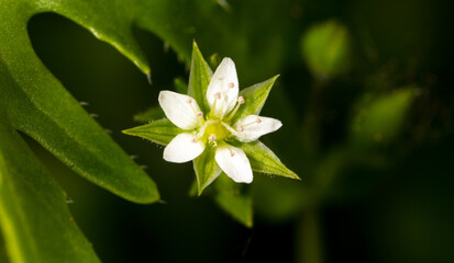 White flower on a plant.
