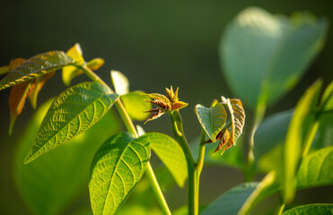 Close-up of leaves on a walnut tree.