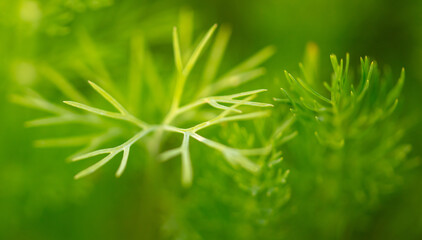 Close up of green leaves of dill.