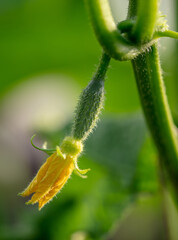 Flowers on a cucumber in the garden.