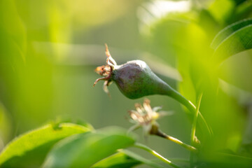 Close-up of small pears on the tree in spring.