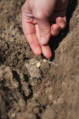 Womans hand planting young seedling of corn