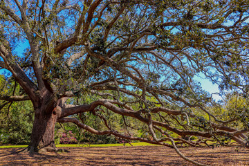old oak tree