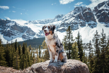 Australian Shepherd sitting on a rock in Jasper National Park, Canada with Crowfoot Glacier in the background