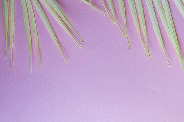 Summer background with palm leaves