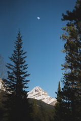 Moon above the snowy mountain top in between two pine trees in Jasper National Park