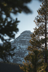 Snowy mountain peak in between pine trees