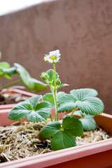 Strawberry Flower, Container Garden, Strawberry Flower in Background, Strawberry Leaves in Small Garden Container Photo