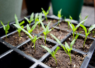 Herbs in Container, Pepper Leaves, Pepper Plant in Container, Garden Photograph, Nursery Garden, Starter Plants, How To Grow Pepper Plants