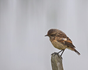 Juvenile European stonechat (Saxicola rubicola ) .