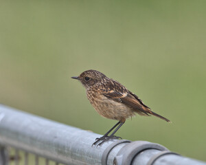Juvenile European stonechat (Saxicola rubicola ) .