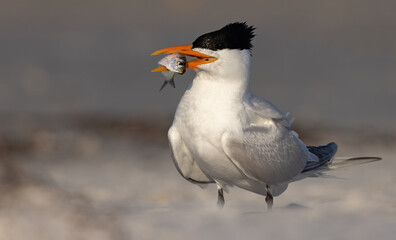 A royal tern fishing on the beach in Florida 