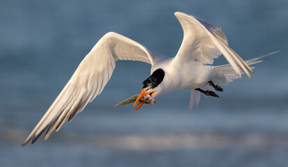Obraz premium A royal tern fishing on the beach in Florida 