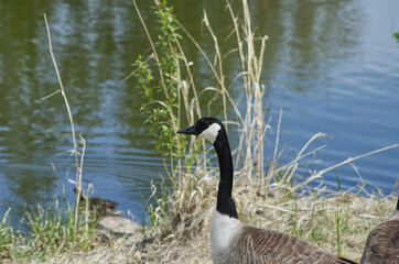 A Canada Goose near Water