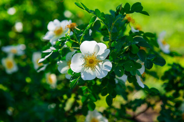 White rosehip flower, illuminated by the morning sun, macro. Wild roses bloom in the spring. Close-up of the flower, pistils and stamens.