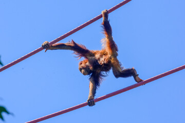 Four-year-old orangutan Redd crosses the O Line at the National Zoo in Washington DC.   © Tim
