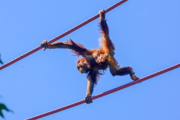 Four-year-old orangutan Redd crosses the O Line at the National Zoo in Washington DC.  