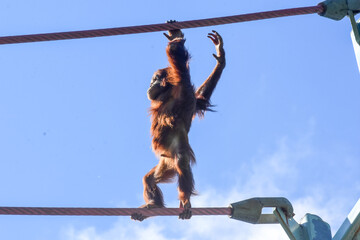 Four-year-old orangutan Redd crosses the O Line at the National Zoo in Washington DC.  