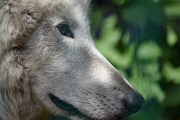 profile of the muzzle of a gray wolf close-up on a green background