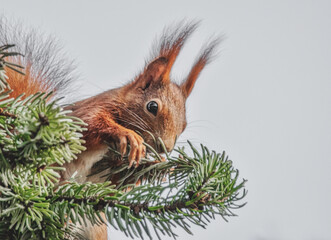 Eichhörnchen in der Tanne