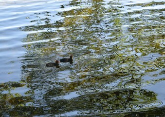 ducks on the river