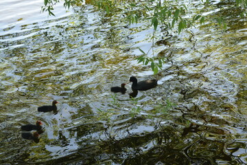 ducks on the river