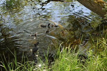 ducks on the river