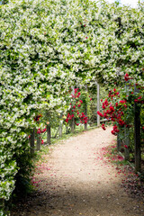 Fototapeta na wymiar A beautiful road with jasmine flower and red roses. Fragrances and colorful flowers in the botanical park. Walkway with flowers.