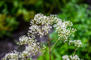 Summer background with close up of flowers