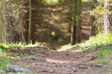 Exploring The Forest Of The Unknown Mystery Trail