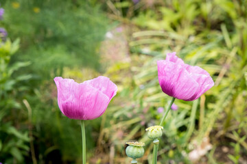 Close-up poppy flower. Poppy seed and flower. Colorful flowers. Flowers in the botanical park. Close-up, selective focus.