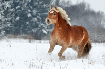 Haflinger im Schnee © ScullyPictures