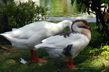duck on the grass
