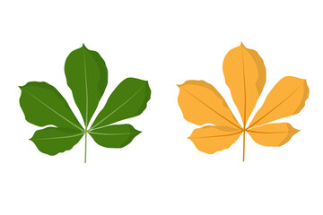 Chestnut leaf. Spring green and autumn orange. Isolated vector illustration on white background