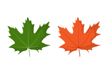 Maple leaf. Spring green and autumn orange. Isolated vector illustration on white background